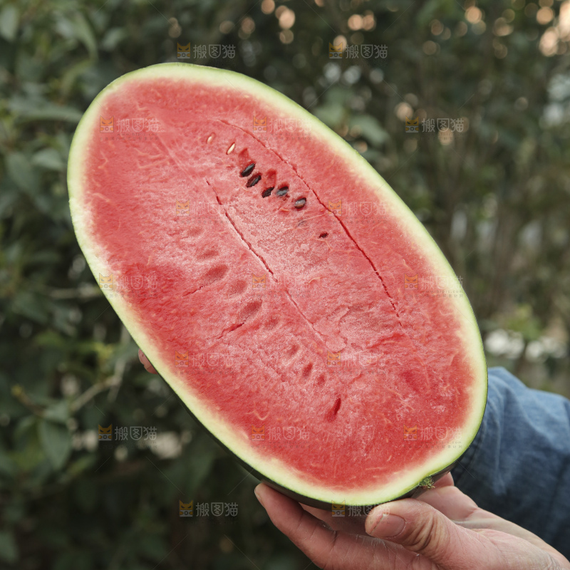 黑美人西瓜