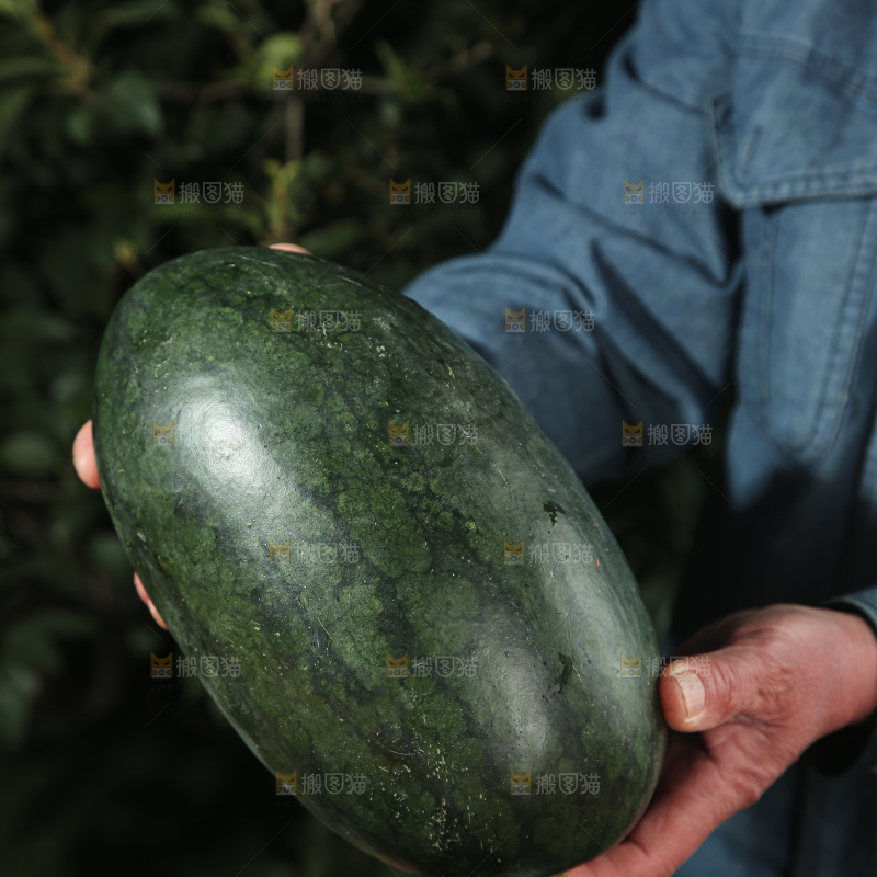 黑美人西瓜