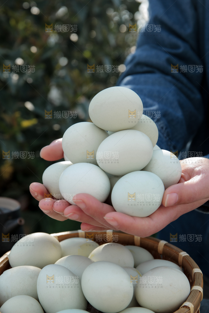 绿壳鸡蛋