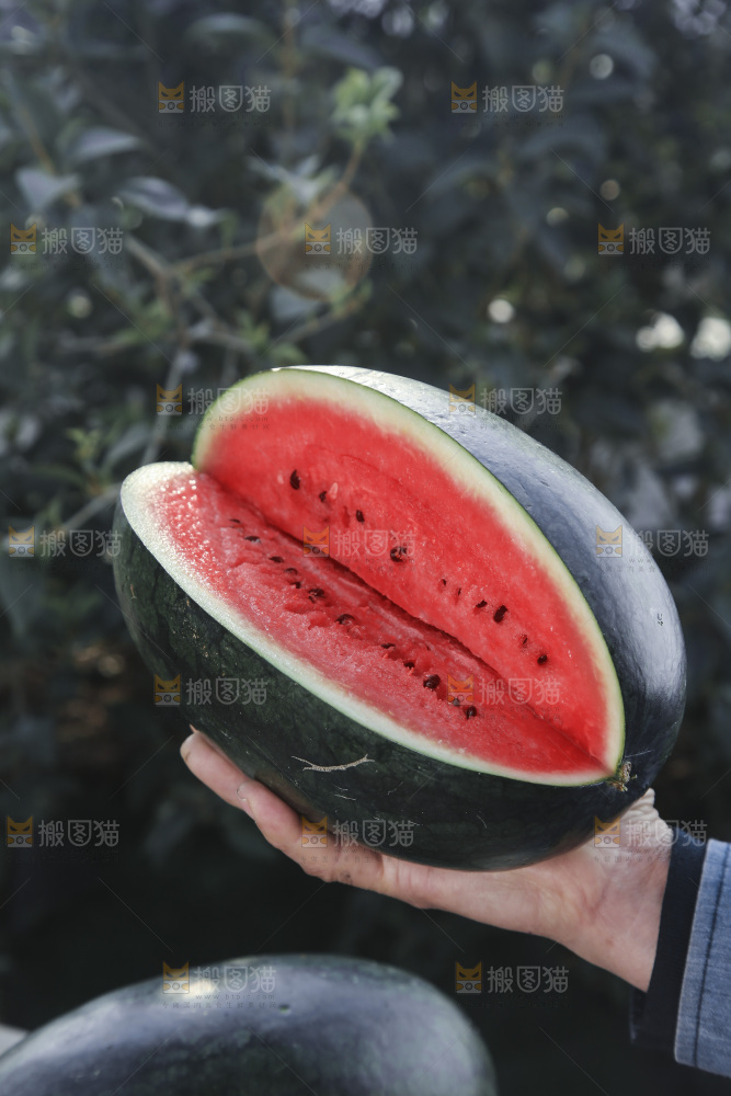 黑美人西瓜