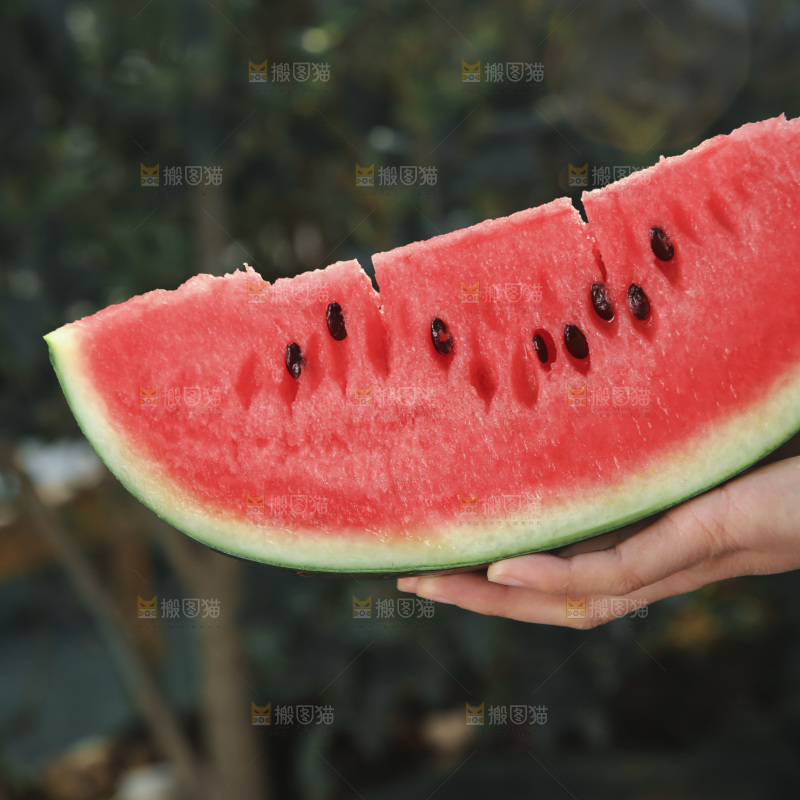 黑美人西瓜