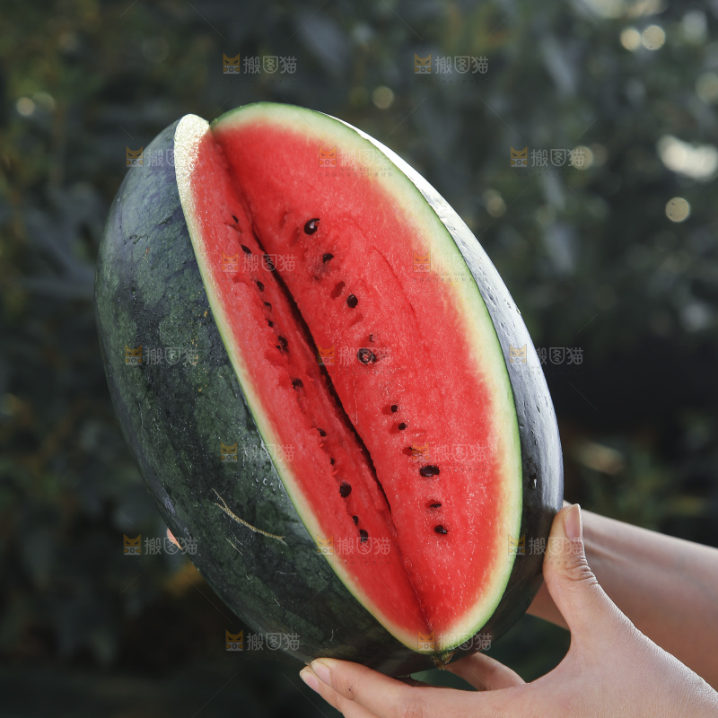 黑美人西瓜