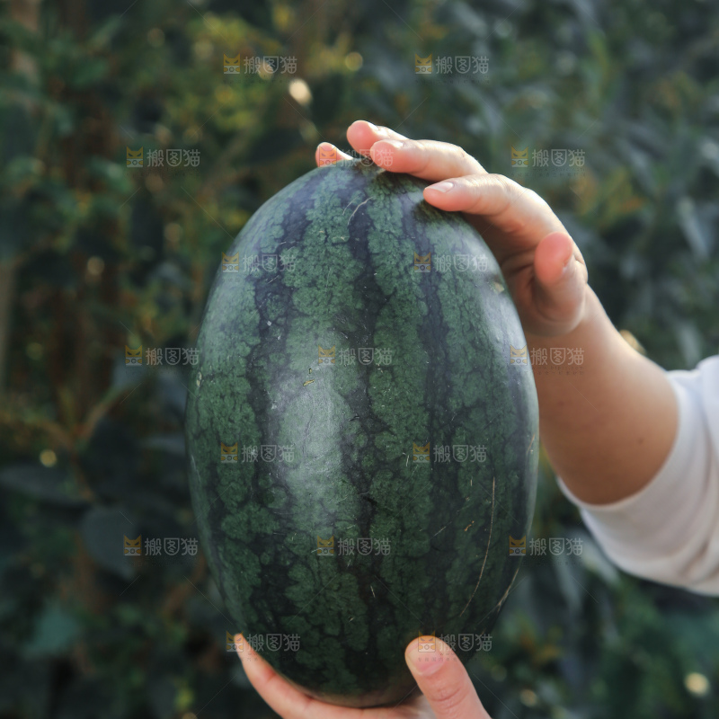 黑美人西瓜