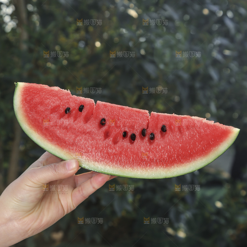黑美人西瓜
