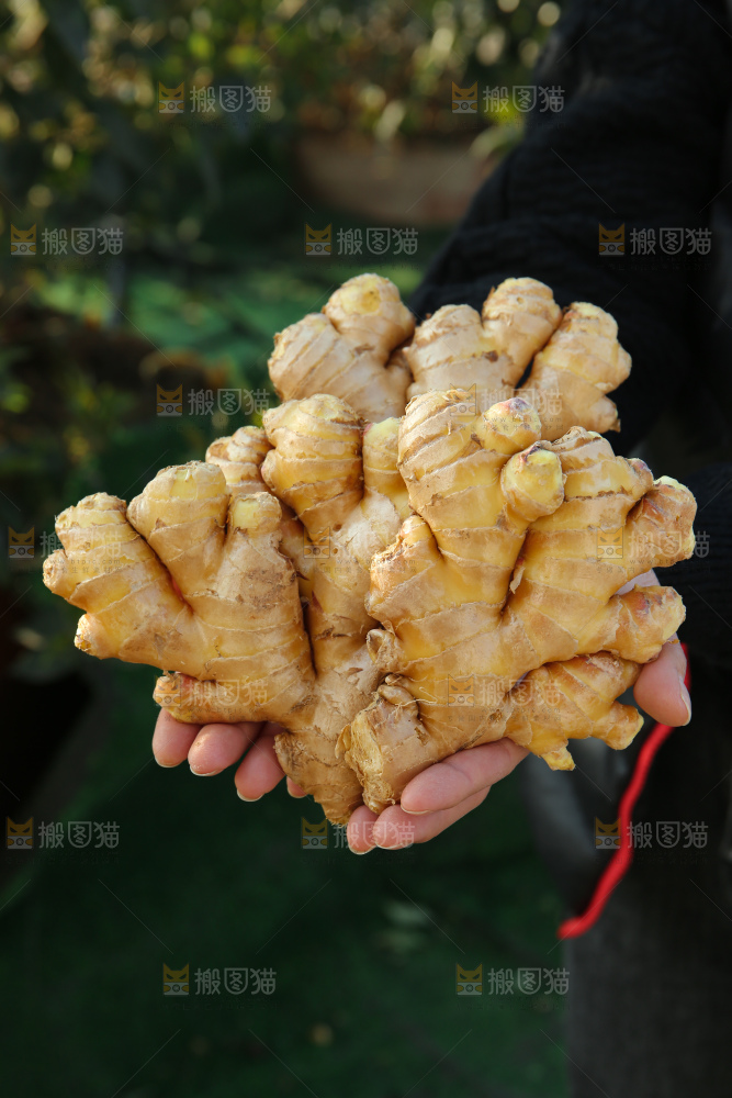 小黄姜