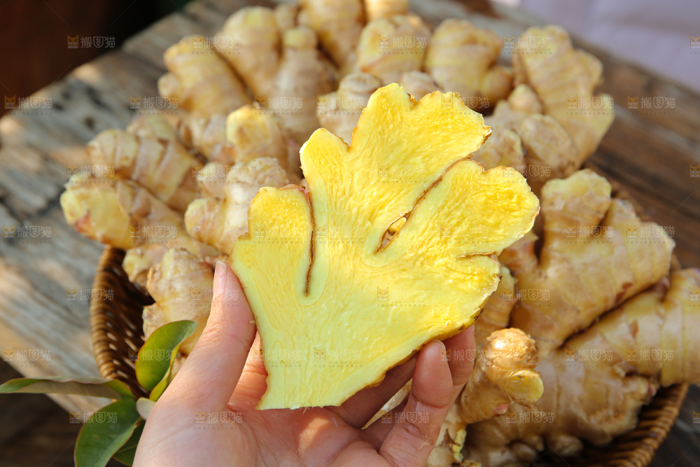 小黄姜