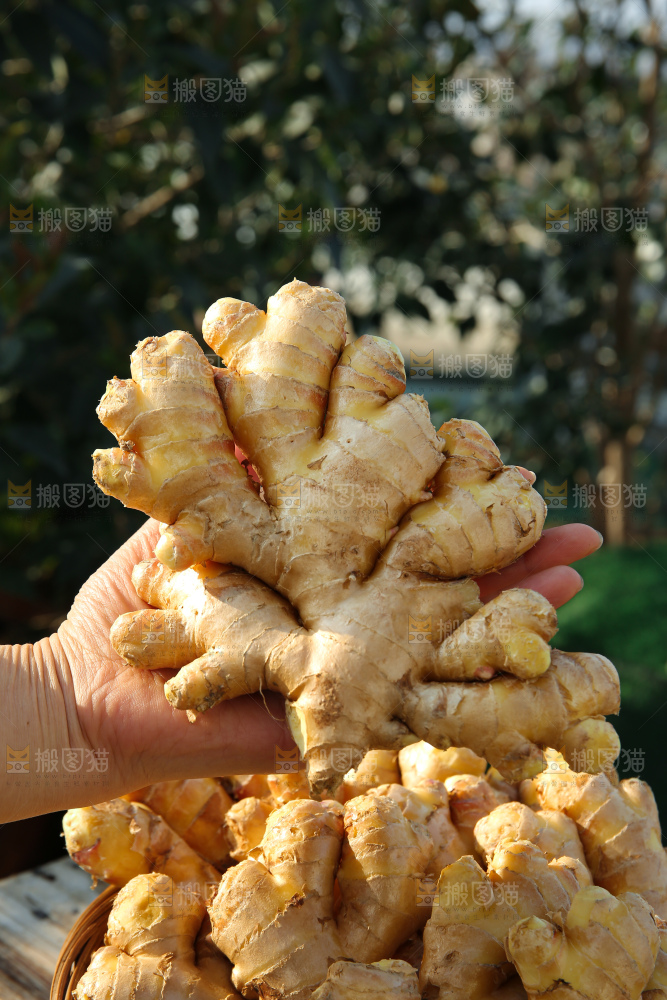 小黄姜