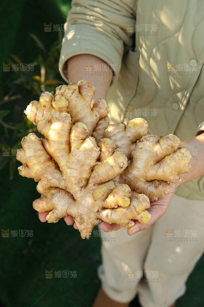 小黄姜
