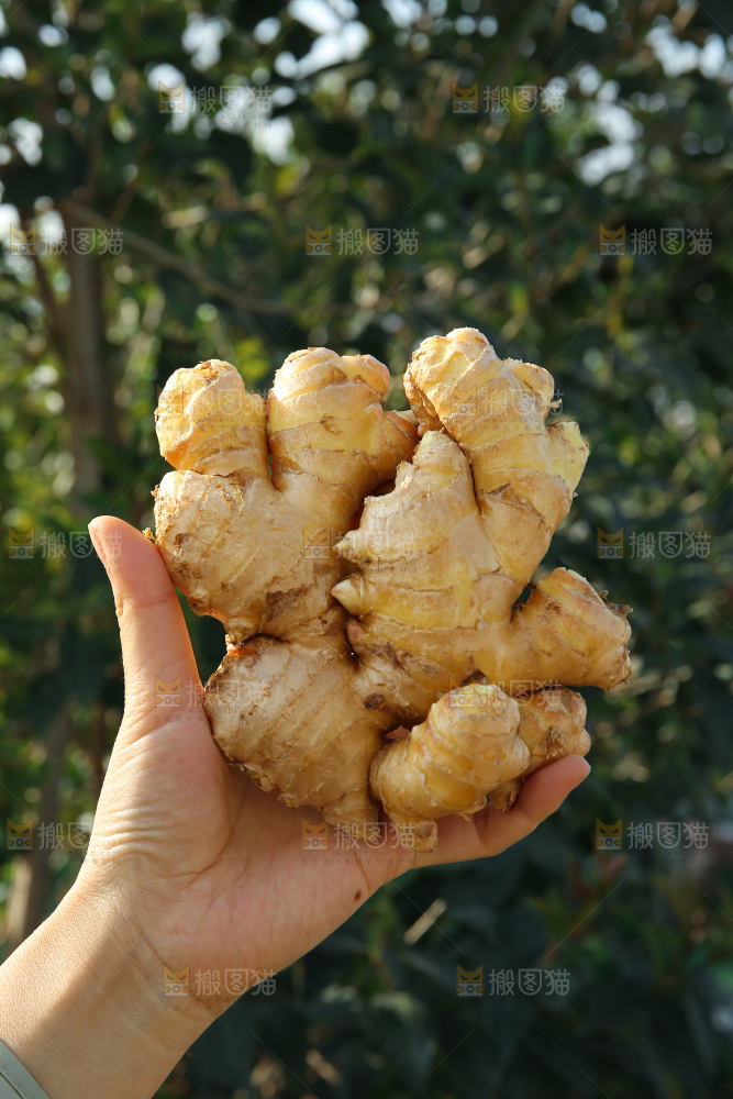 小黄姜