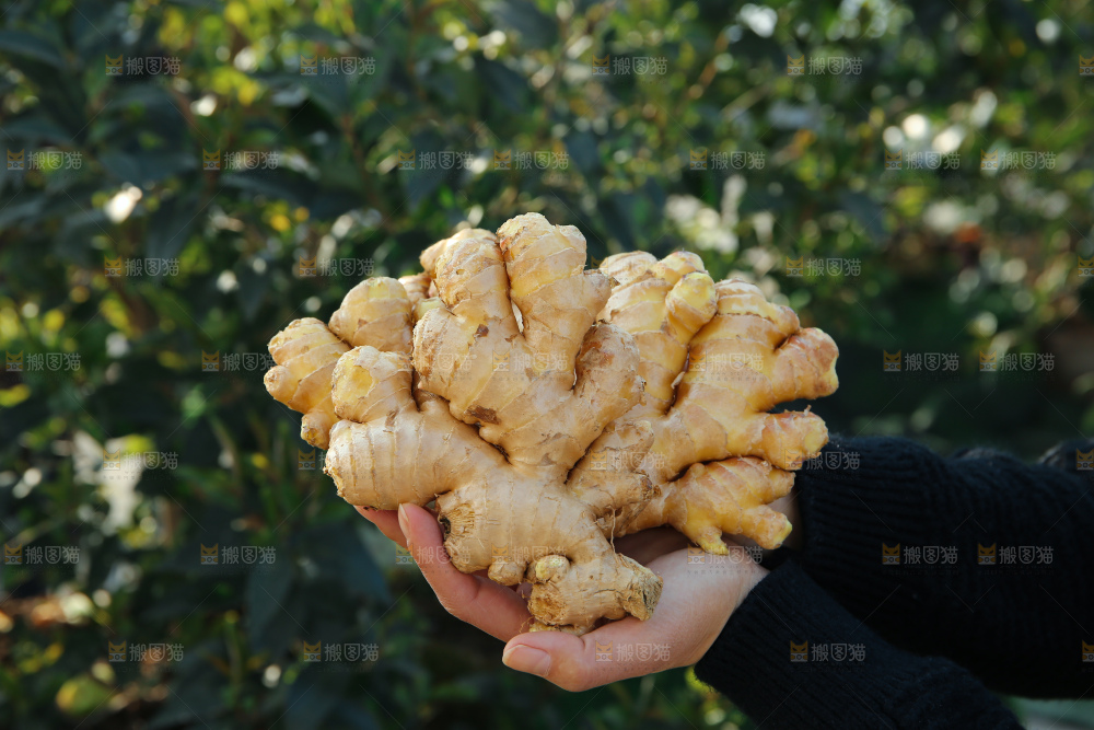 小黄姜