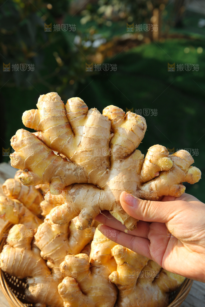 小黄姜