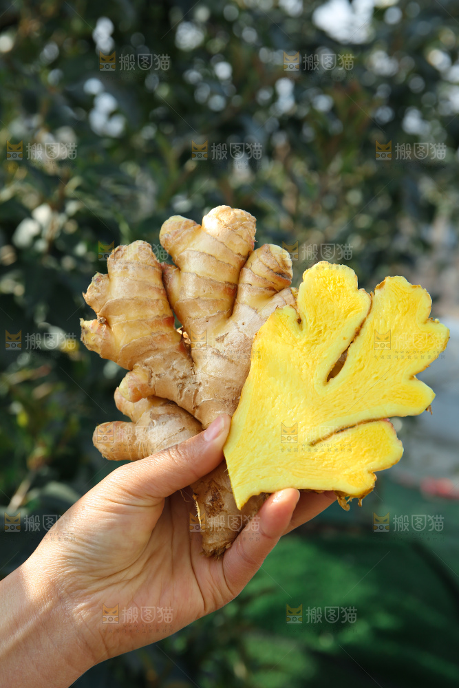 小黄姜