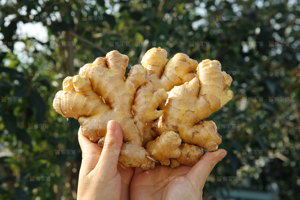 小黄姜