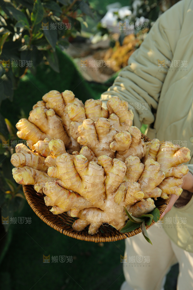 小黄姜