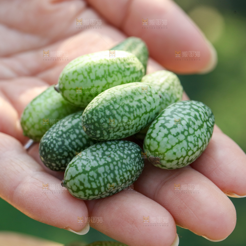 拇指西瓜