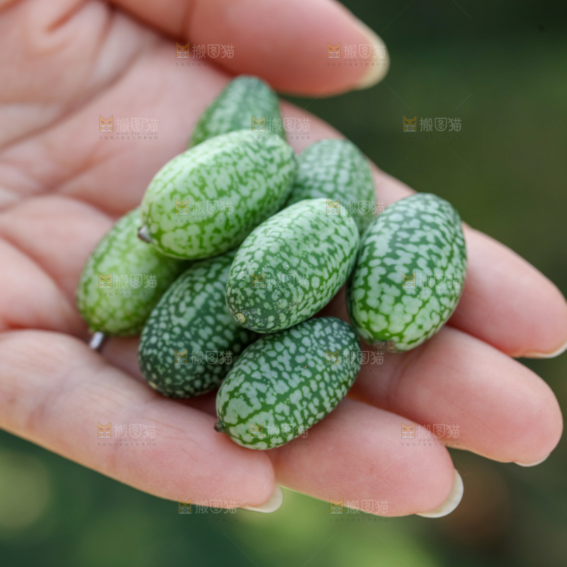 拇指西瓜
