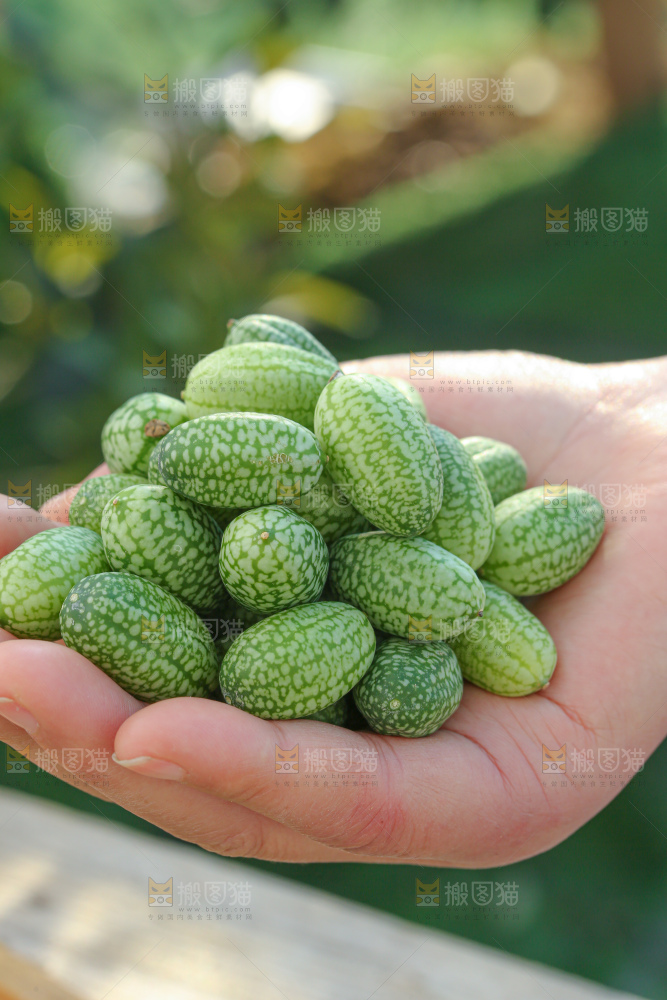 拇指西瓜
