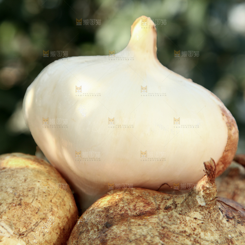 凉薯