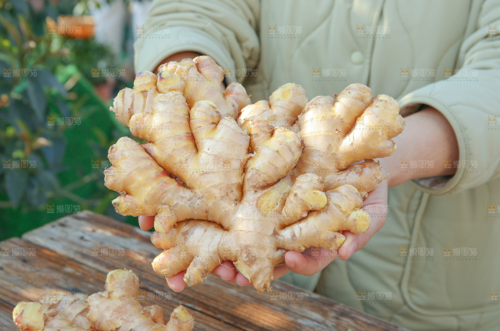 小黄姜