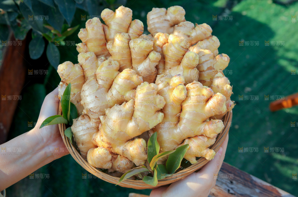 小黄姜