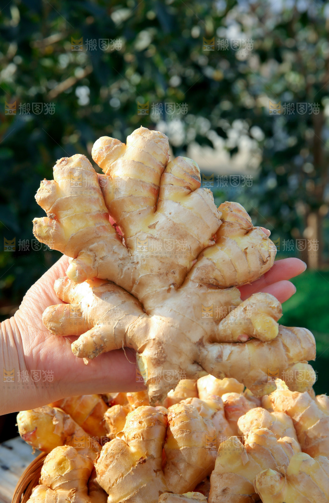 小黄姜