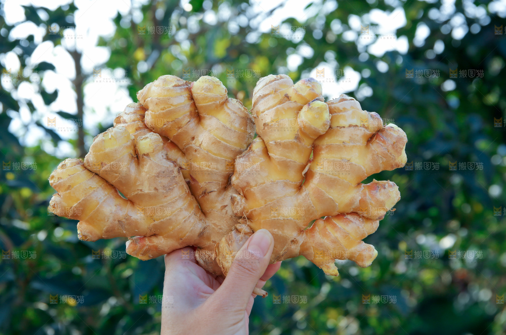 小黄姜