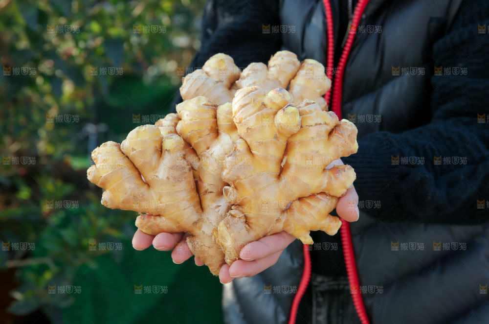小黄姜