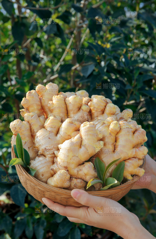 小黄姜