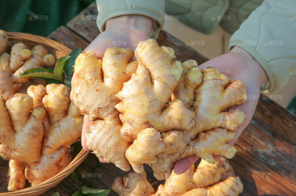 小黄姜