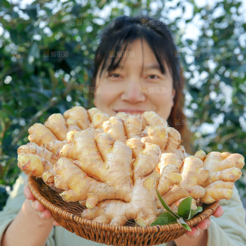 小黄姜