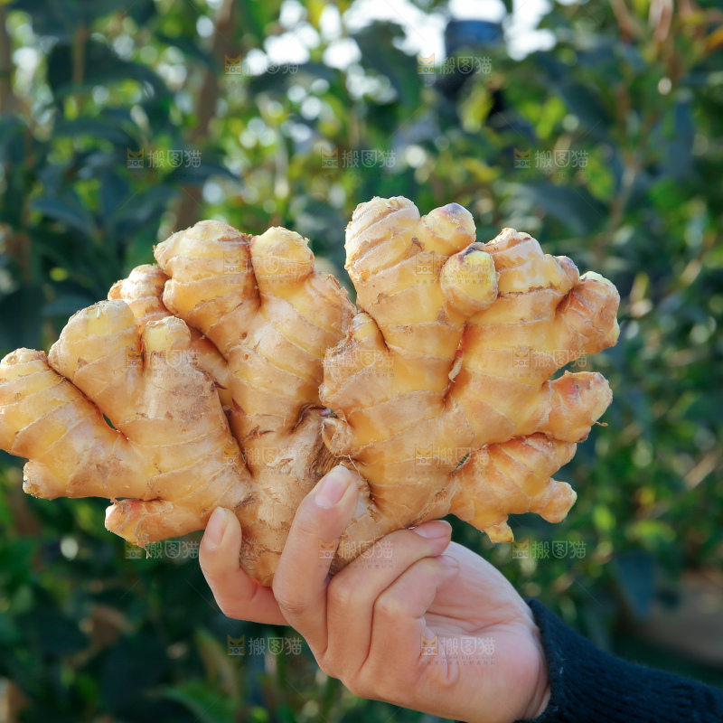 小黄姜