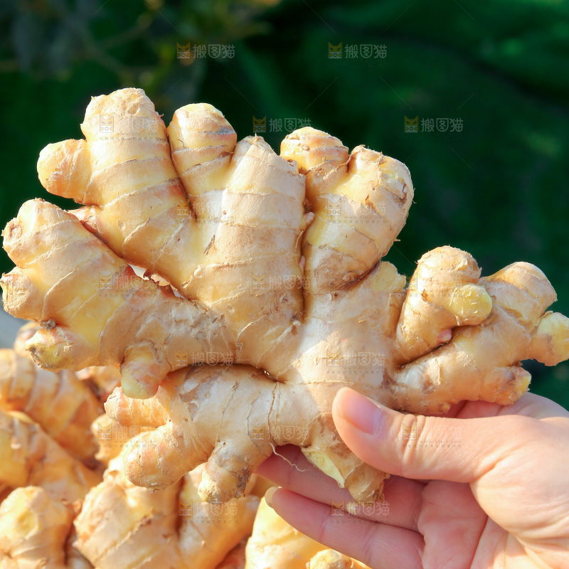 小黄姜