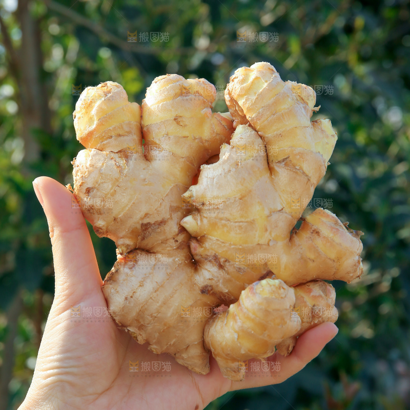 小黄姜