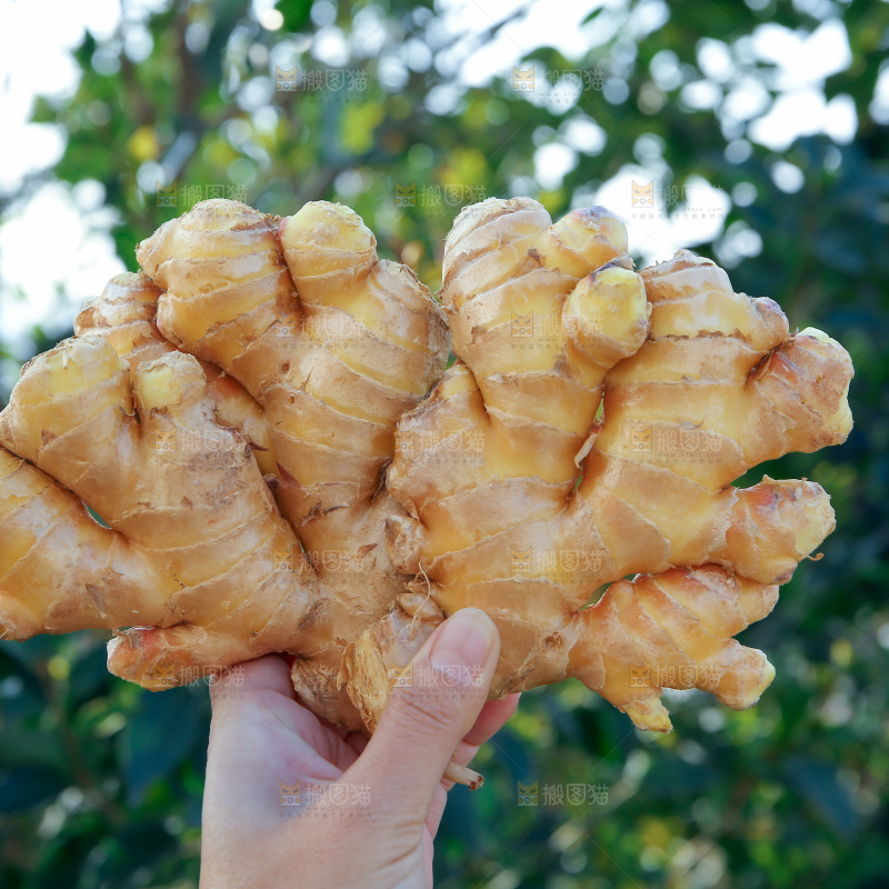 小黄姜