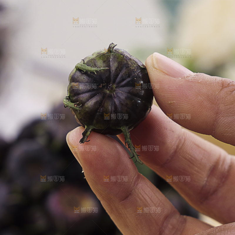 红果参