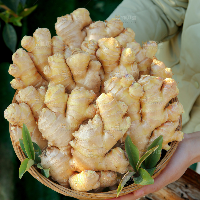 小黄姜