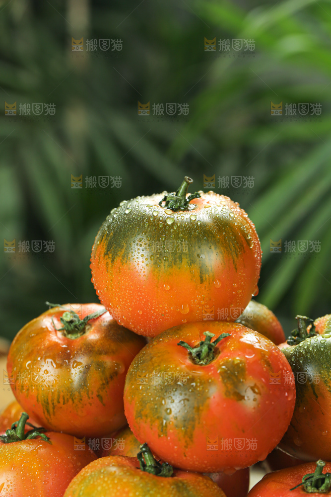 铁皮草莓柿子