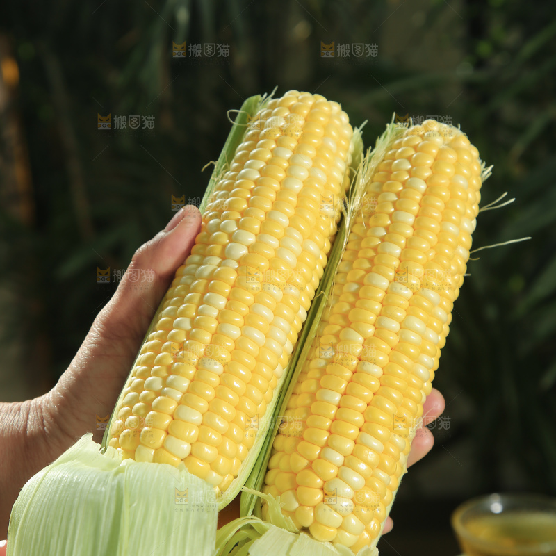 水果玉米