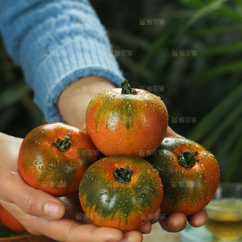 铁皮草莓柿子