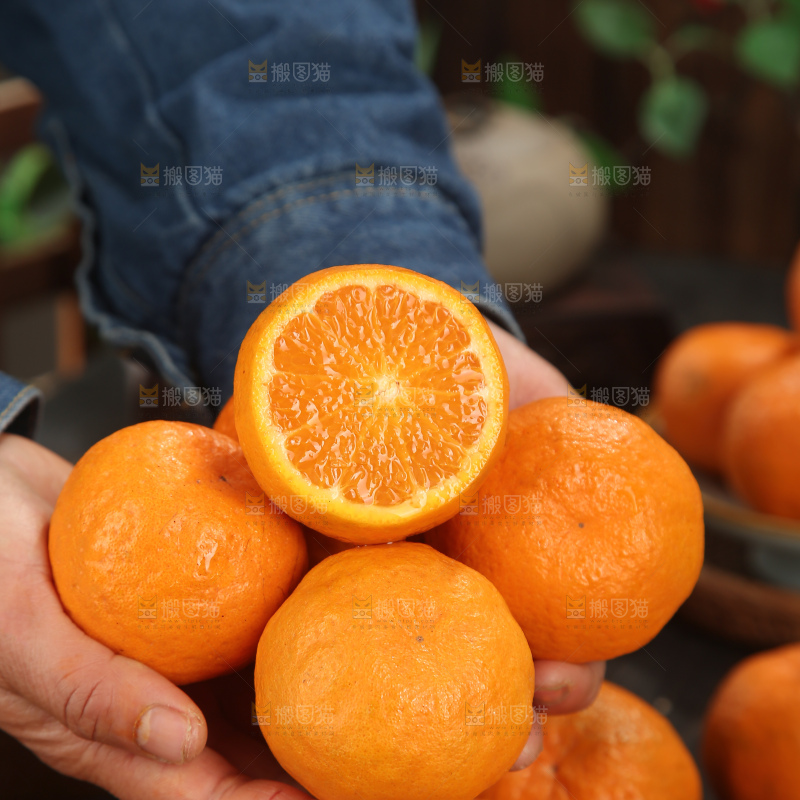 椪柑