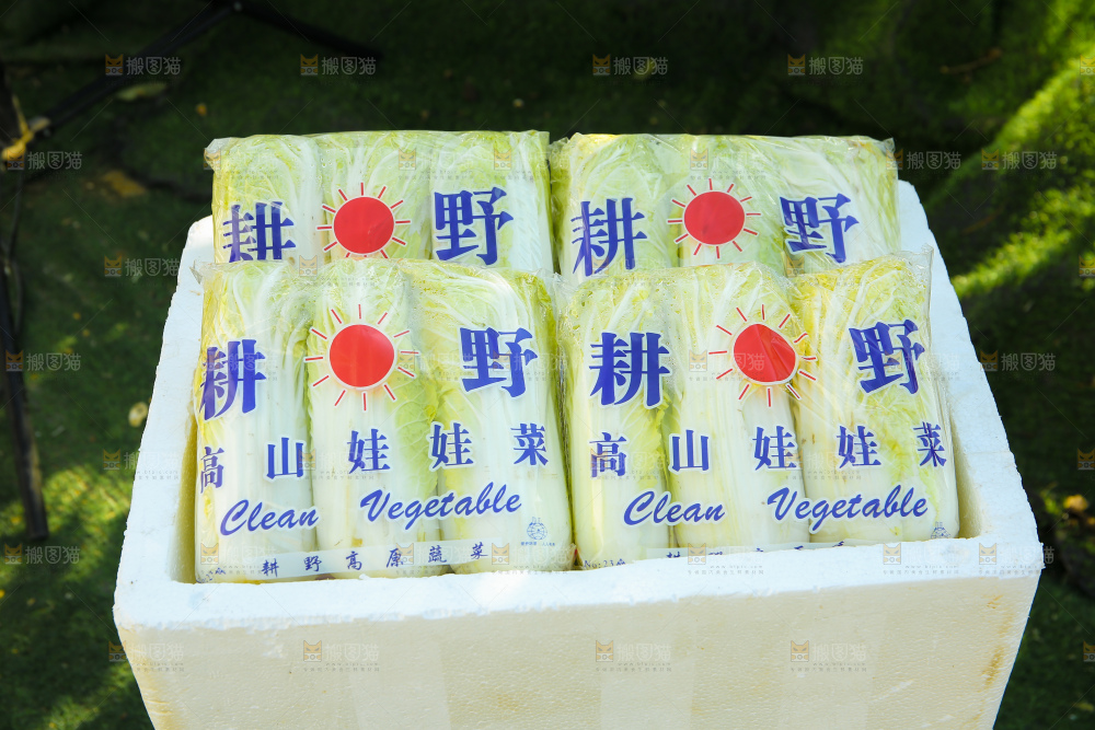 娃娃菜