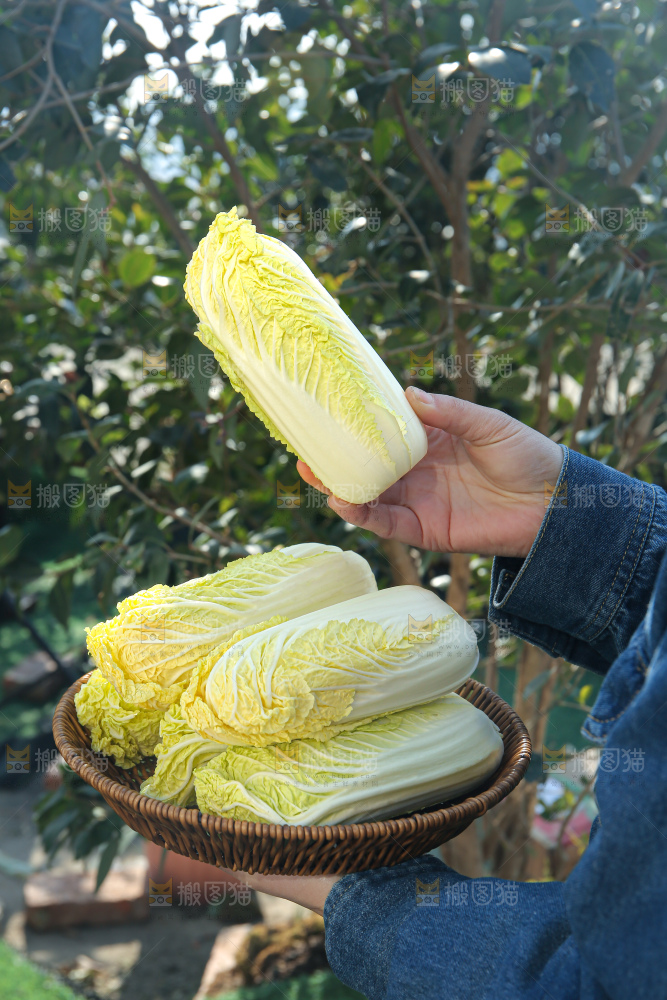 娃娃菜