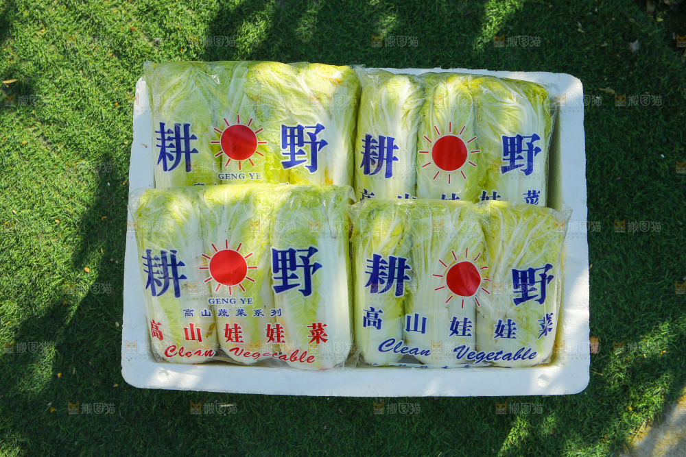 娃娃菜