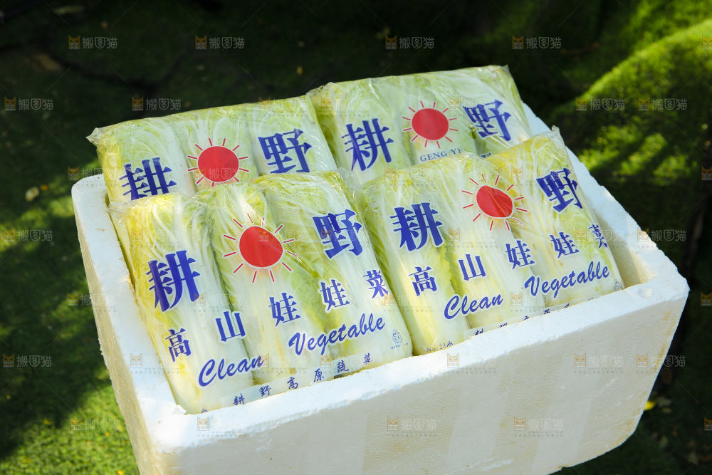娃娃菜