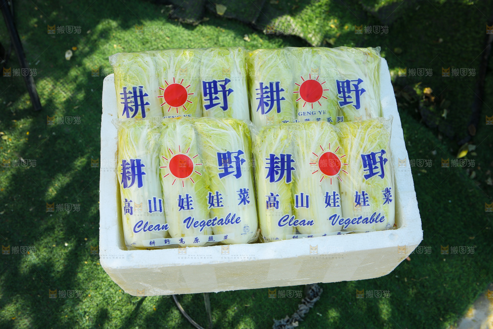 娃娃菜