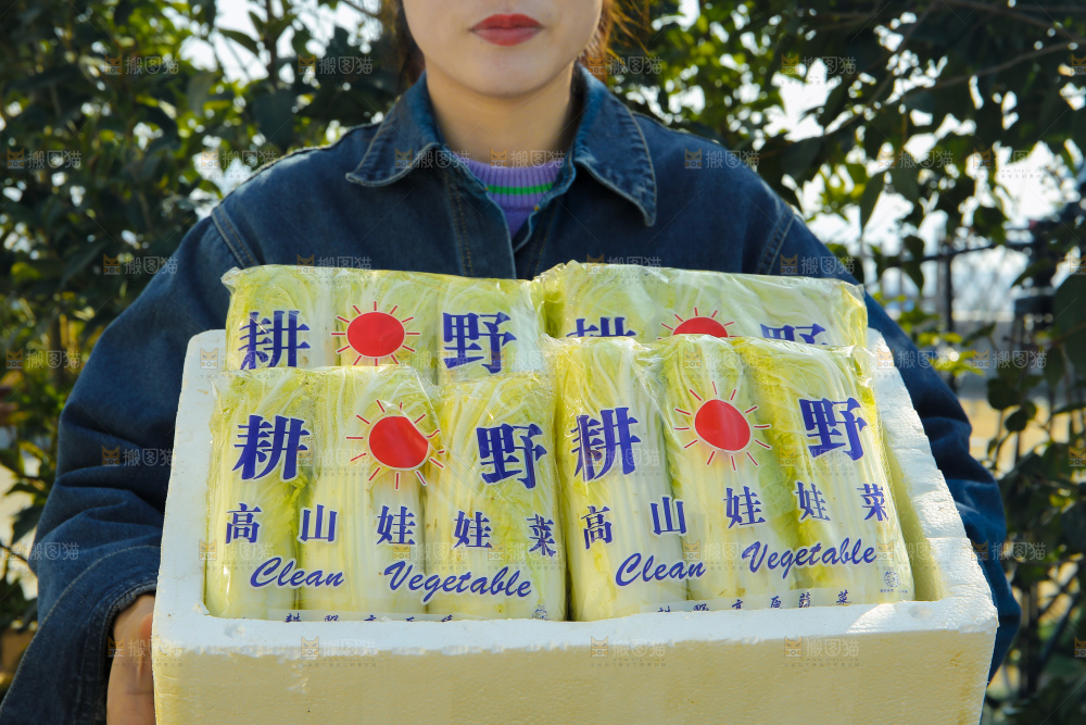 娃娃菜