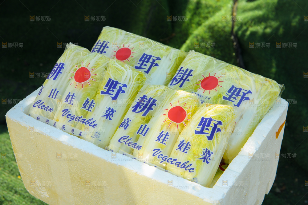 娃娃菜