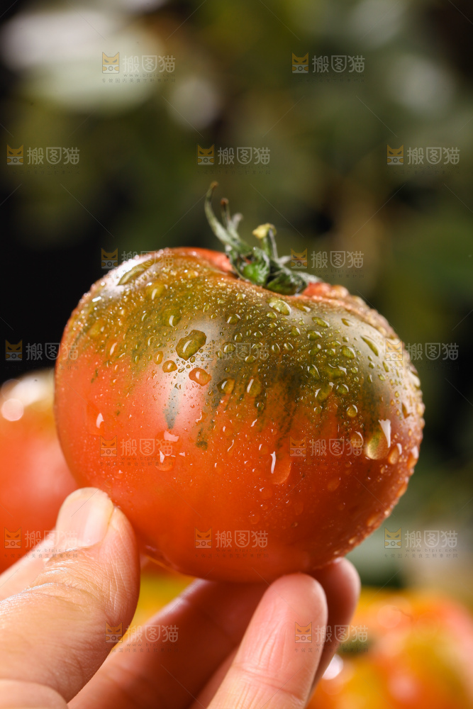 铁皮草莓柿子