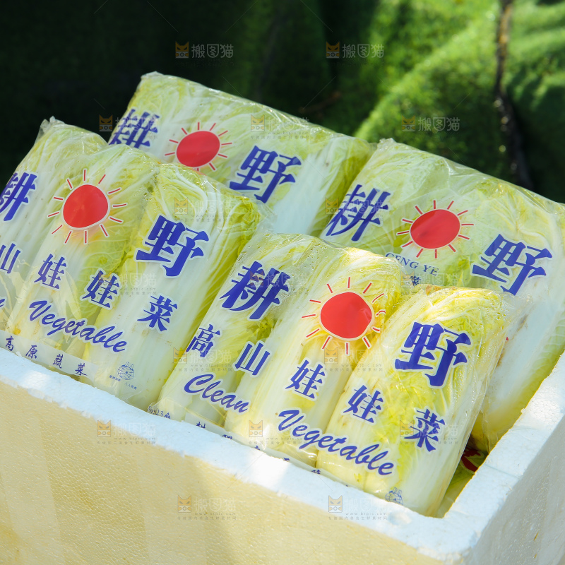 娃娃菜