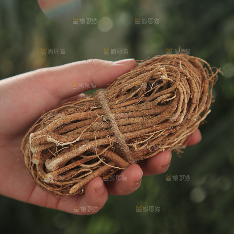 五指毛桃